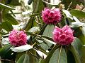 Pink-Ball Rhododendron